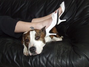chaussures de chien