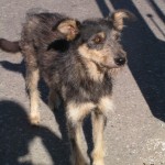 chien errant