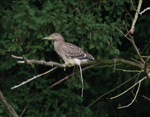 oiseau chieur