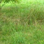 herbe_haute