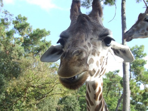 girafe