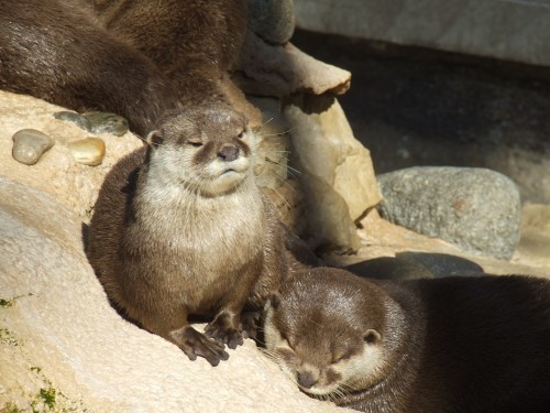 DSCF4588
