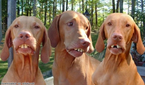 dog_teeth dog_teeth