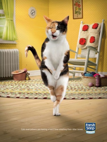 chat litière