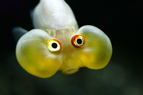 poisson poisson