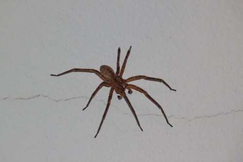 Araignée