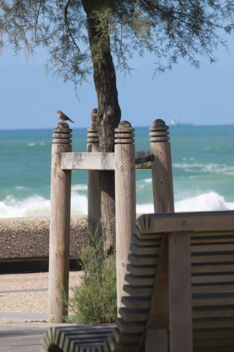 Moineau