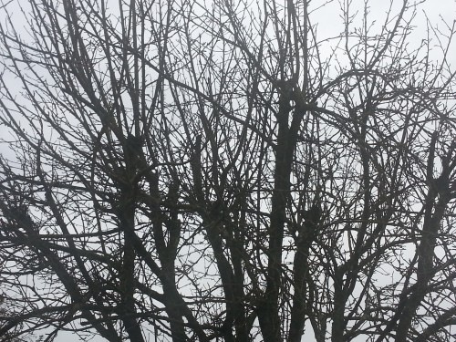 Hiver