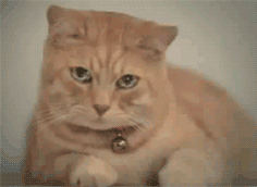 cat_gets_it